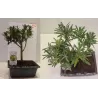 Bonsai PODOCARPUS