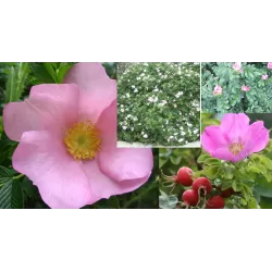 Rožė - Rosa Dagmar Hastrup