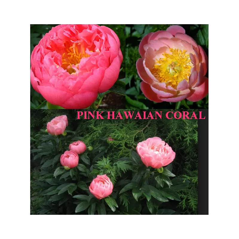 Bijūnų Pink Hawai Coral sodinukai su pristatymu į namus
