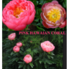 Paeonia PINK HAWAI CORAL