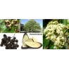 Japanese raisin tree - Hovenia dulcis