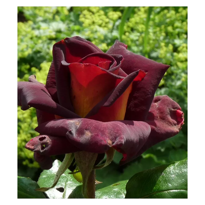 Rožė - Rosa EDDY MITCHELL (Black Gold) Konteineris C4R Poskiepis