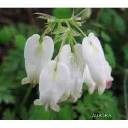 Auskarėliai - Dicentra formosa AURORA
