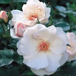 Rožė - Rosa Jacqueline du Pre