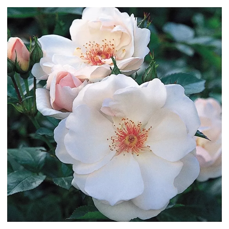 Rožė - Rosa JACQUELINE DU PRE