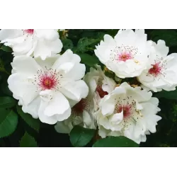 Rožė - Rosa JACQUELINE DU PRE