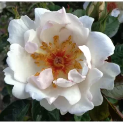 Rožė - Rosa JACQUELINE DU PRE