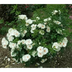 Rožė - Rosa Jacqueline du Pre