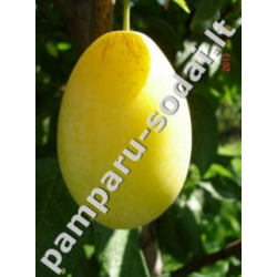 Naminė slyva (p. vyšninė slyva) LASE - Prunus domestica GR