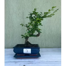 Bonsai zelkova serrata