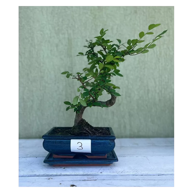 Bonsai zelkova serrata