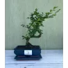 Bonsai zelkova serrata