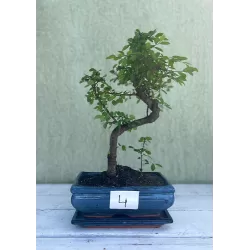 Bonsai zelkova serrata