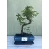 Bonsai zelkova serrata