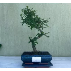 Bonsai zelkova serrata