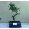 Bonsai zelkova serrata