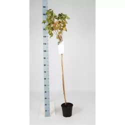 Baltieji serbentai - Ribes sativum JUTENBORGO BALTIEJI