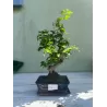 Bonsai Ligustrum chinensis