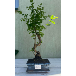 Bonsas kininis ligustras - Bonsai Ligustrum chinensis