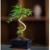 Bonsas kininis ligustras - Bonsai Ligustrum chinensis