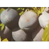 Naminė slyva (p. vyšninė slyva) VALOR - Prunus domestica VALOR