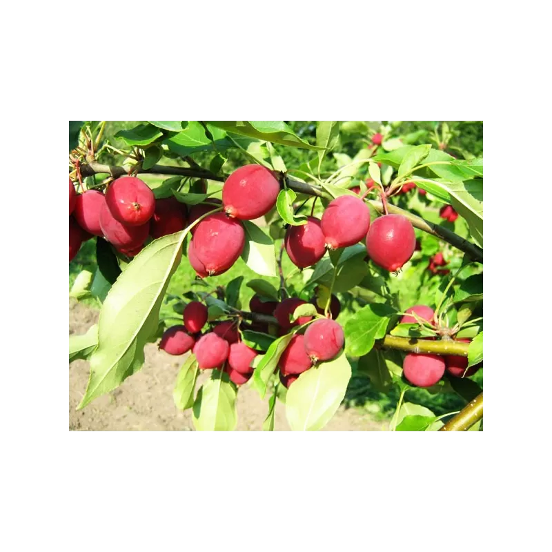 Naminė obelis (krebas) DOLGO, poskiepis MM106 23Ø 150cm