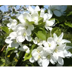 Naminė obelis (krebas) DOLGO, poskiepis MM106 23Ø 150cm