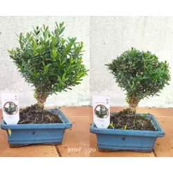 Bonsas buksmedis - Bonsai Buxus harlandii