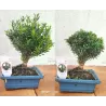Bonsai BUXUS
