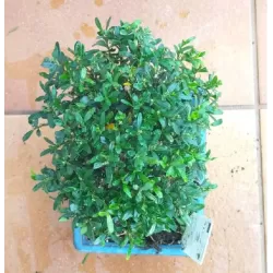 Bonsai BUXUS
