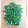 Bonsas buksmedis - Bonsai Buxus harlandii