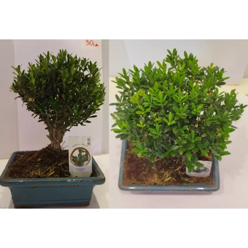 Bonsai BUXUS