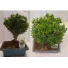 Bonsai BUXUS