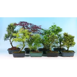 Bonsai BUXUS