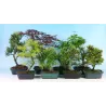 Bonsai BUXUS