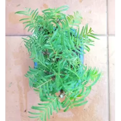 Bonsai medeliai internetu iš medelyno į jūsų namus Lietuvoje