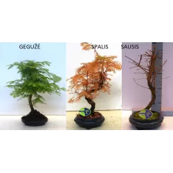 Bonsai medeliai internetu iš medelyno į jūsų namus Lietuvoje