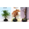Bonsai medeliai internetu iš medelyno į jūsų namus Lietuvoje