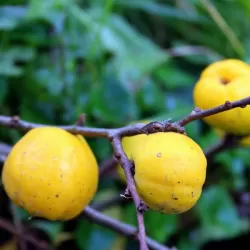 Gražusis svarainis - Chaenomeles speciosa RUBRA