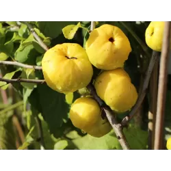 Svarainis puošnusis - Chaenomeles x superba ELLY MOSSEL