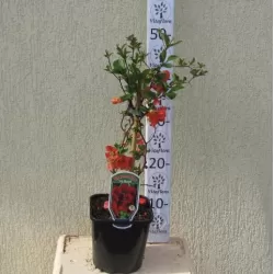 Užsisakyk augalus pavasariui jau dabar