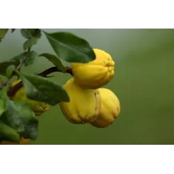 Užsisakyk augalus pavasariui jau dabar