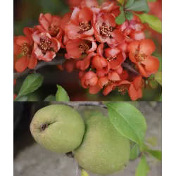 Svarainis puošnusis - Chaenomeles x superba NICOLINE