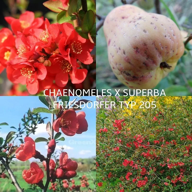 Gražusis svarainis - Chaenomeles speciosa FRIESDORFER TYP 205