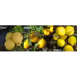 Svarainis - Chaenomeles japonica RASA