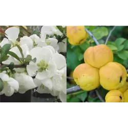 Quince - Chaenomeles japonica JET TRAIL
