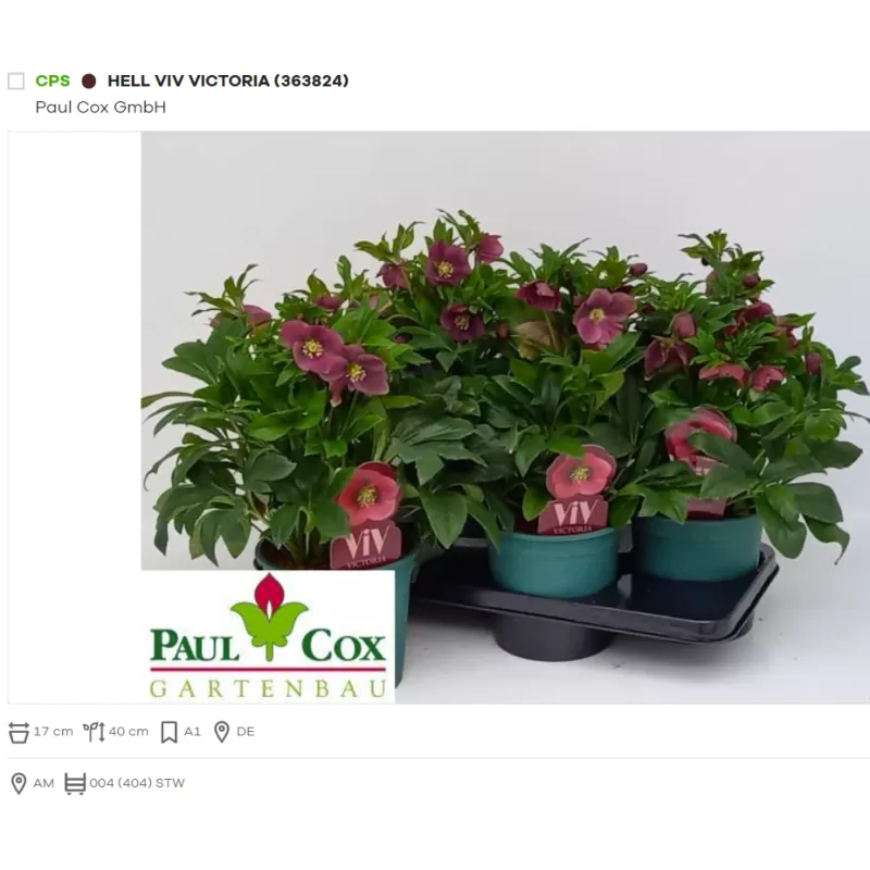 Čėras (eleboras) - Helleborus orientalis VIV VICTORIA