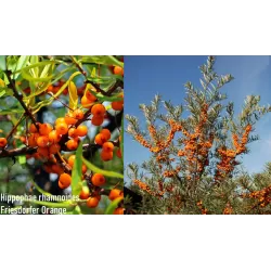 Sea Buckthorn - Hippophae rhamnoides FRIESDORFER ORANGE