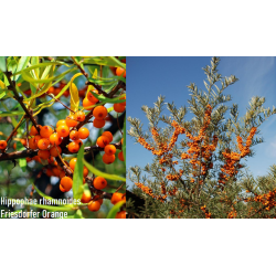 Šaltalankis (savid.) - Hippophae rhamnoides FRIESDORFER ORANGE