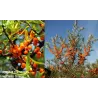 Sea Buckthorn - Hippophae rhamnoides FRIESDORFER ORANGE